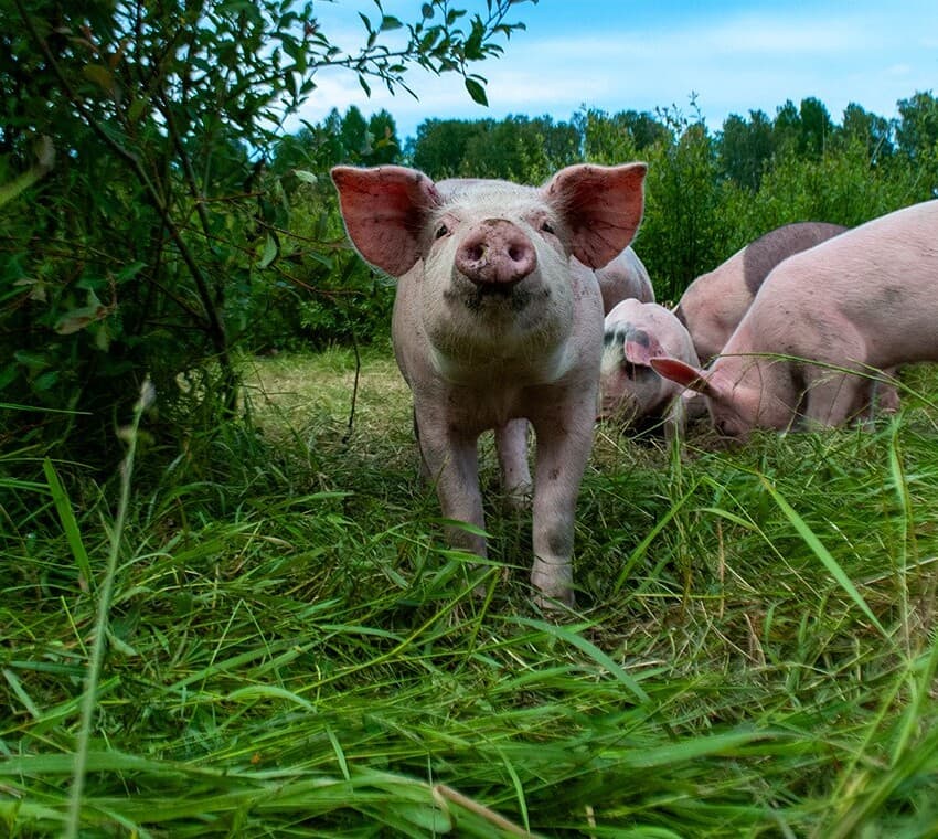 Frigående grisar ute på bete på Hemsön, Höga Kusten